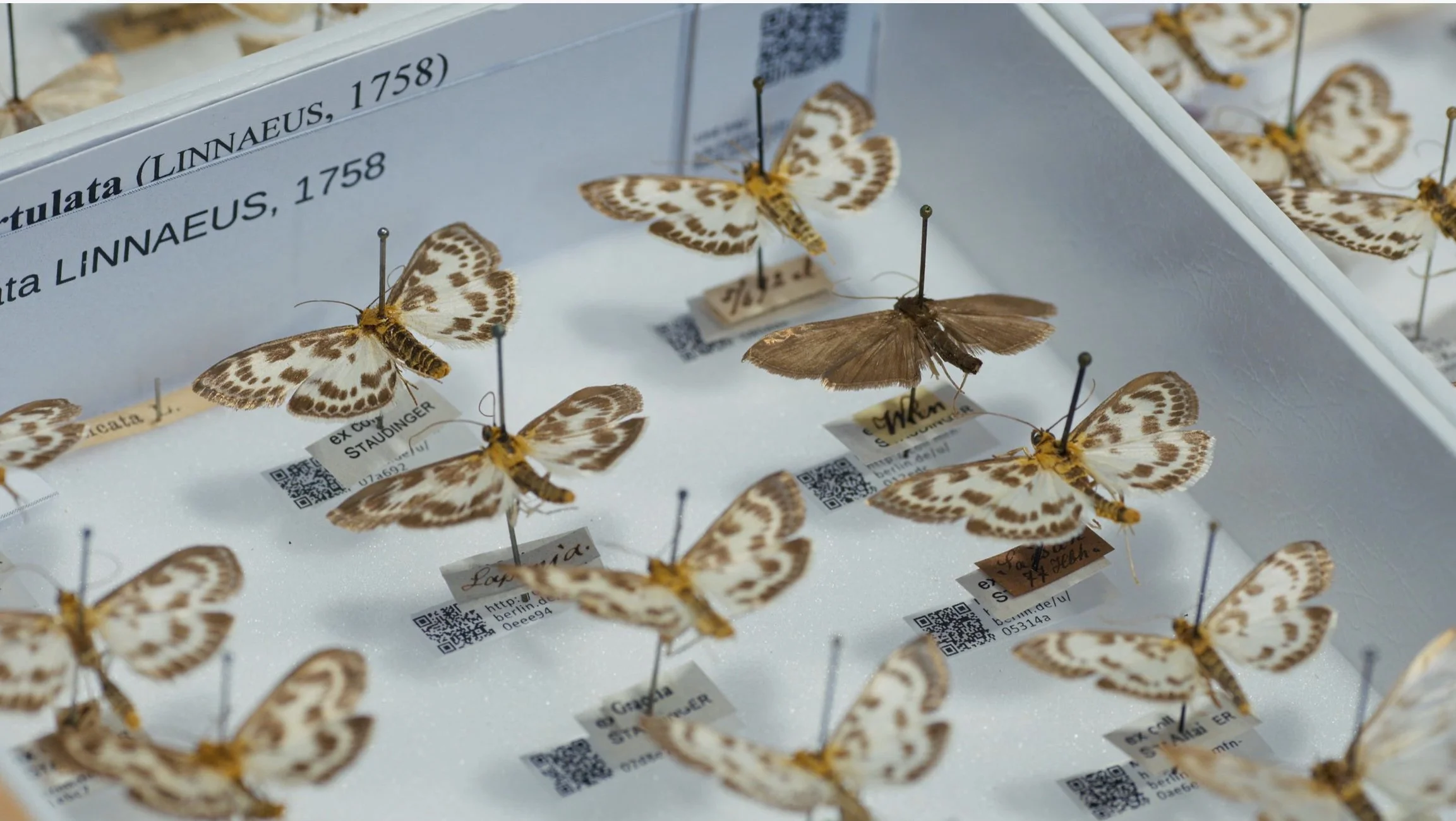 A Confusing Array of Butterflies